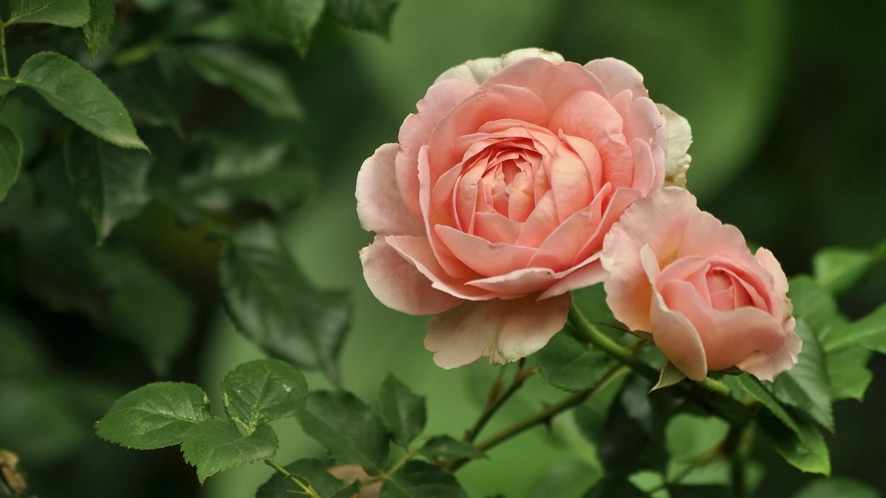 2026__August__Rosen_pixabay.jpg