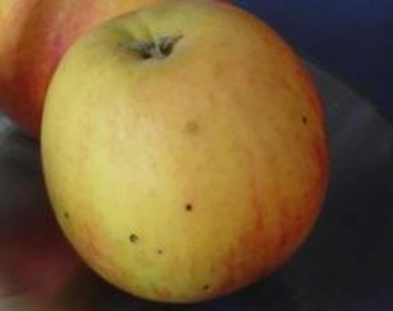 Apfel_mit_Stippe.JPG