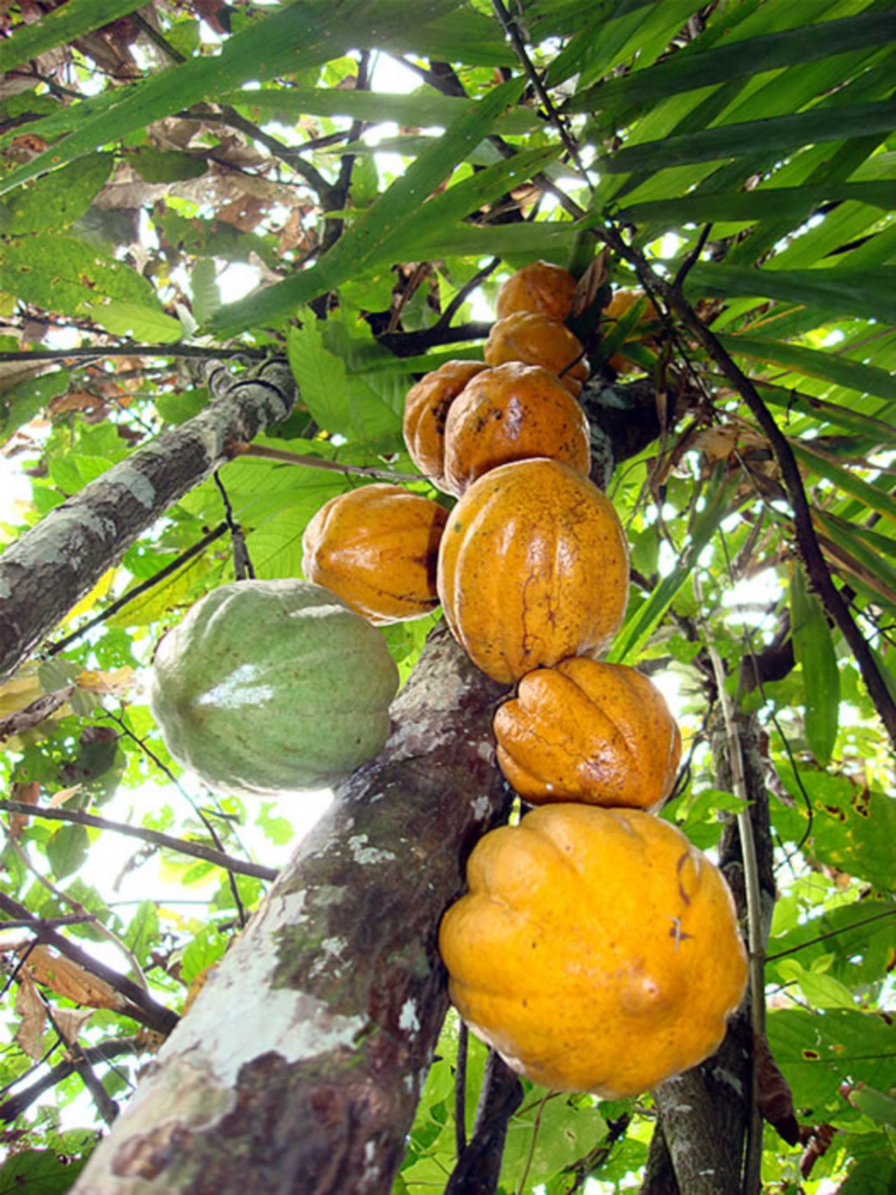 Cacao-fruits_gemeinfrei.jpg