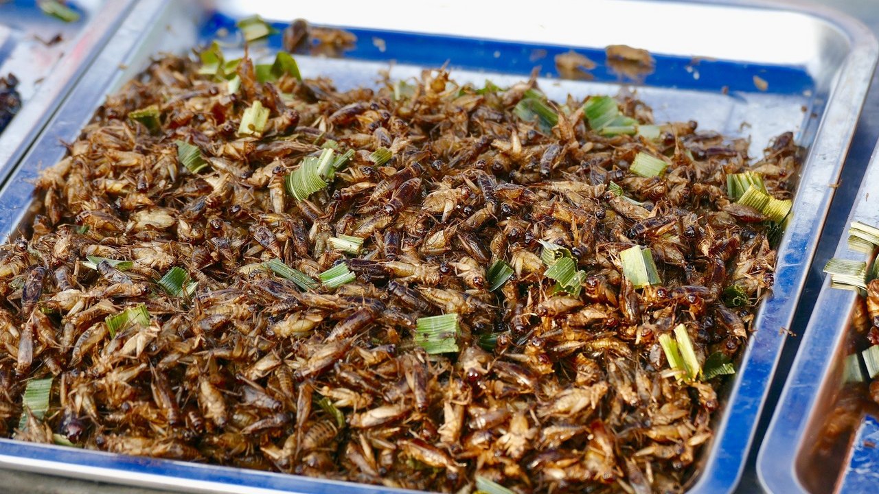 Insekten_essen_Satya_Prem.jpg
