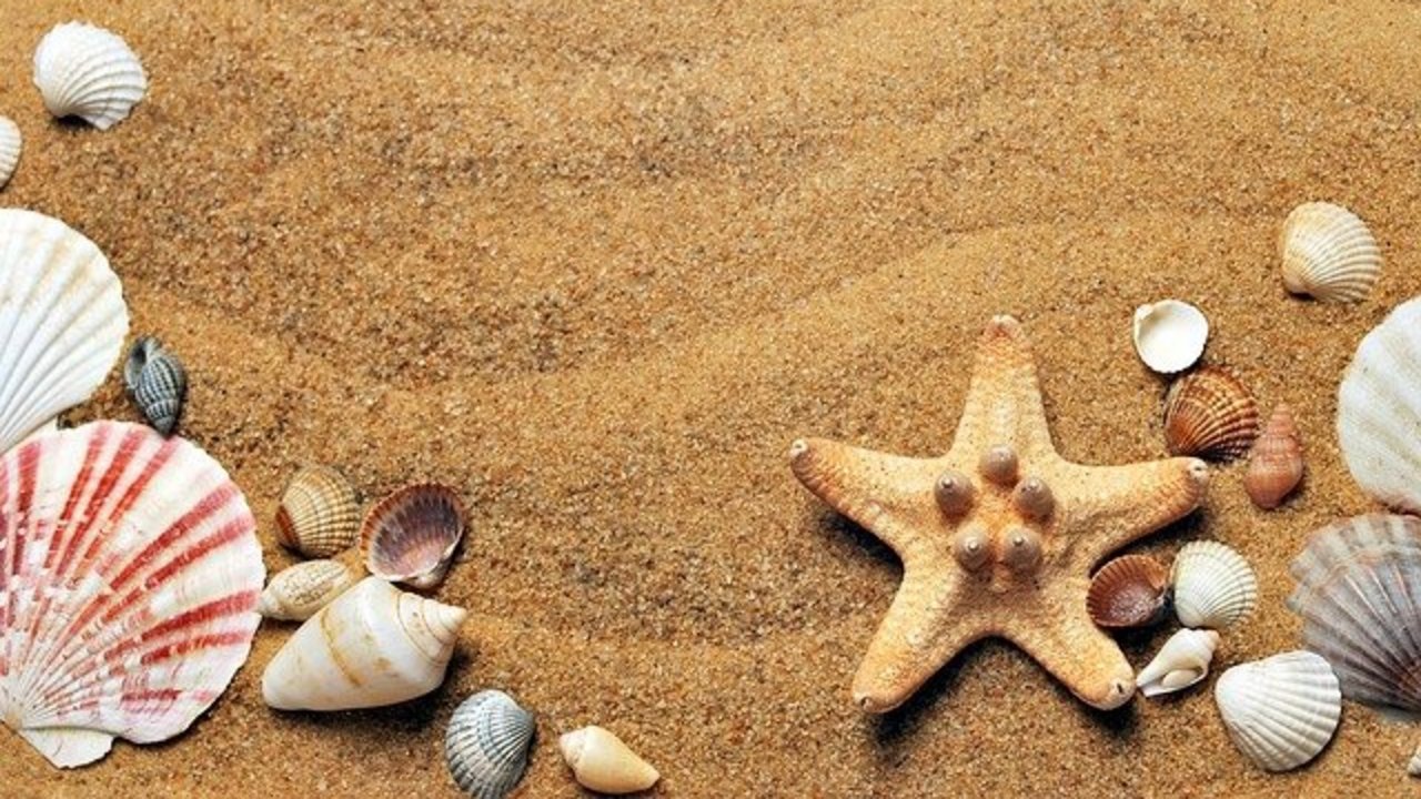 seashells-croisy_pixabay.com.jpg
