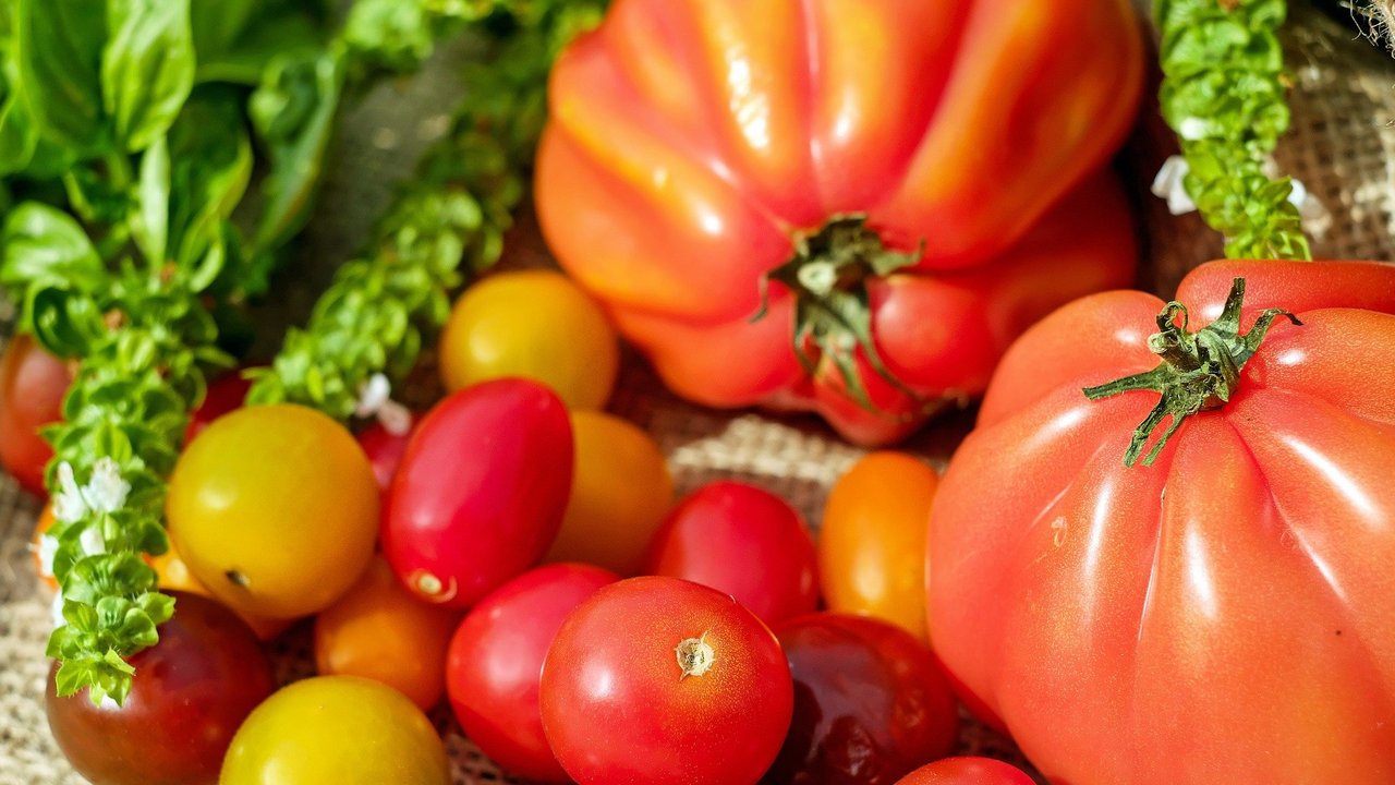 Bunte_Tomaten__Quelle_pixabay.com.jpg