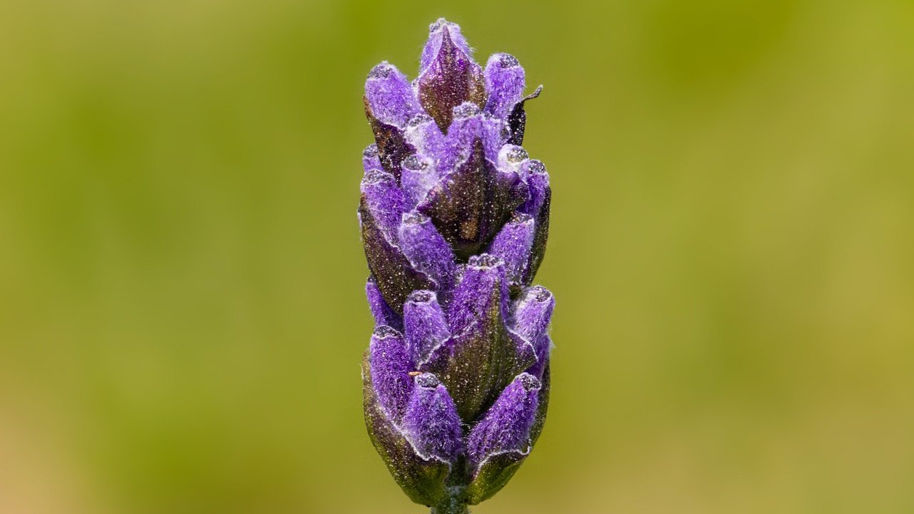lavendel_Dim_Hou_pixabay.com.jpg