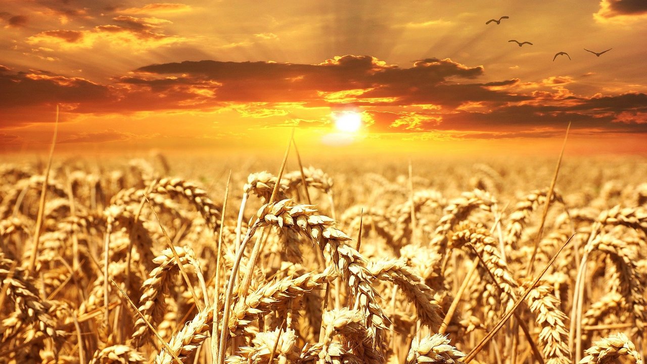 Weizenfeld__pixabay.com.jpg