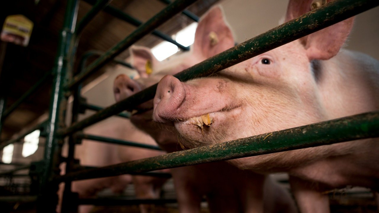 Schweine_im_Stall__Quelle_pixabay.com.jpg
