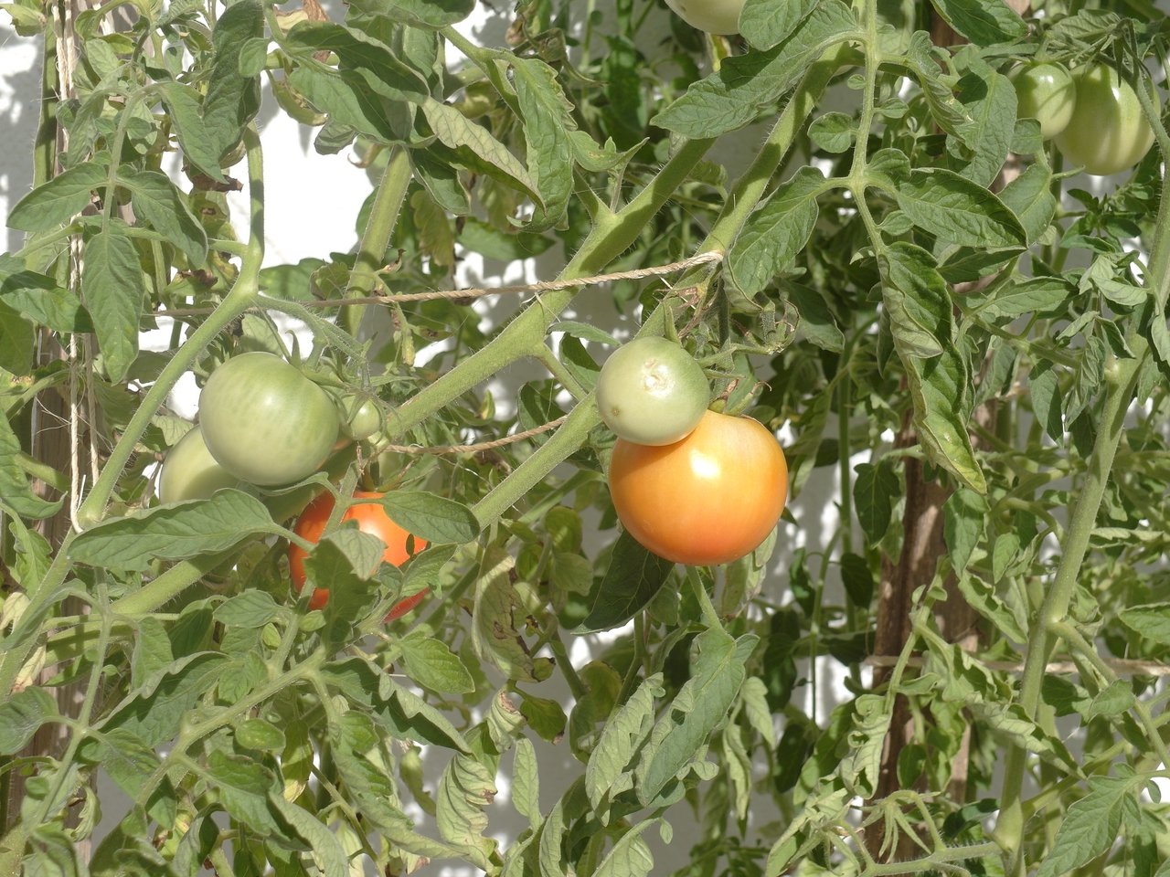 GartentomatenamStrauch.JPG