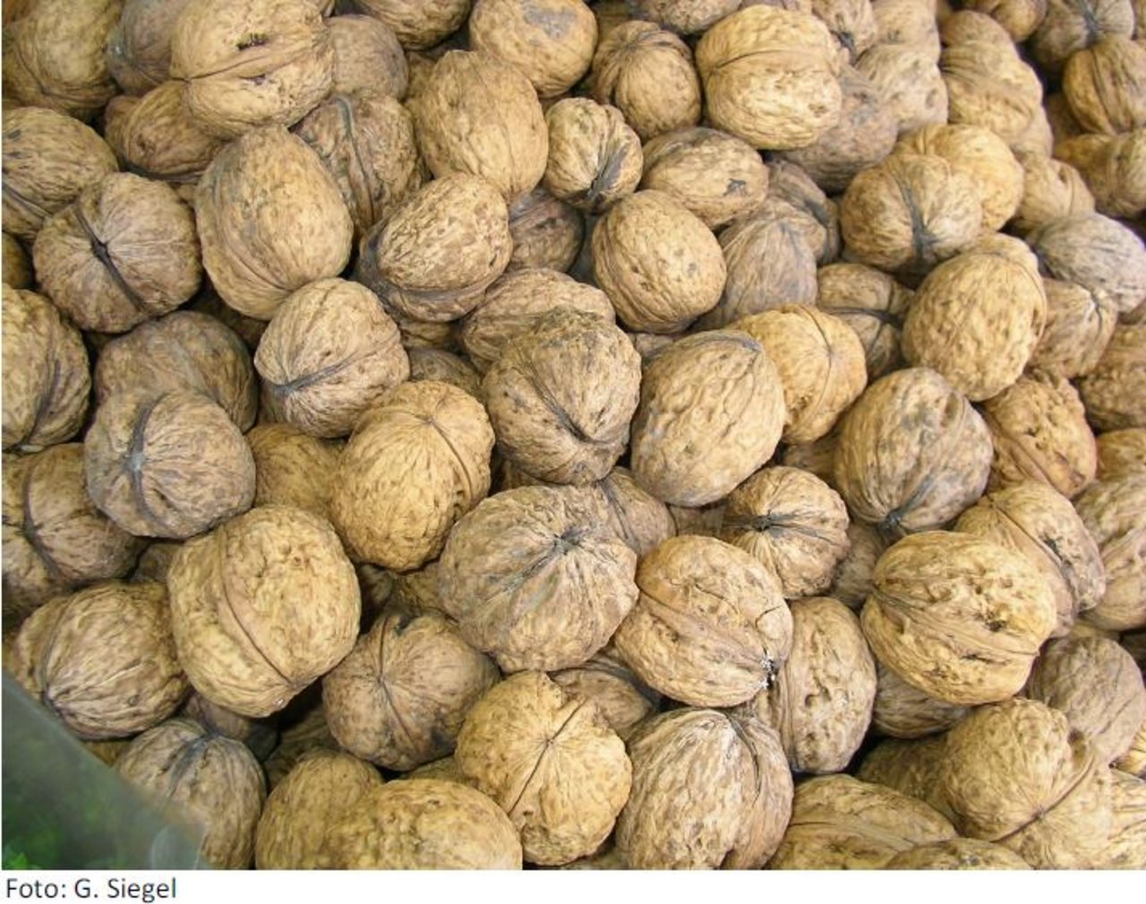 Walnuesse_Seminar_Bild_GabiSiegel.JPG