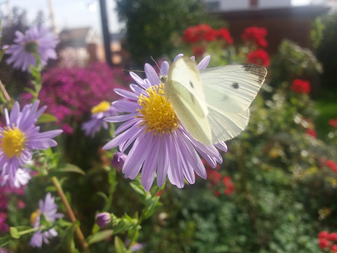 2020__Oktober__Blume_mit_Schmetterling.jpg