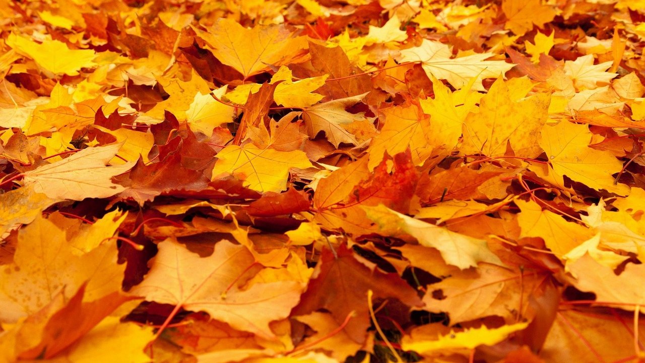 Herbstlaub_pixabay.com.jpg