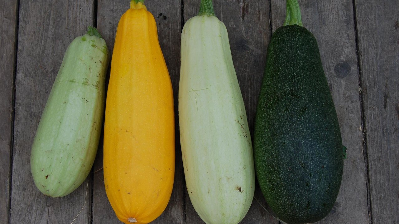 Zucchini.jpg