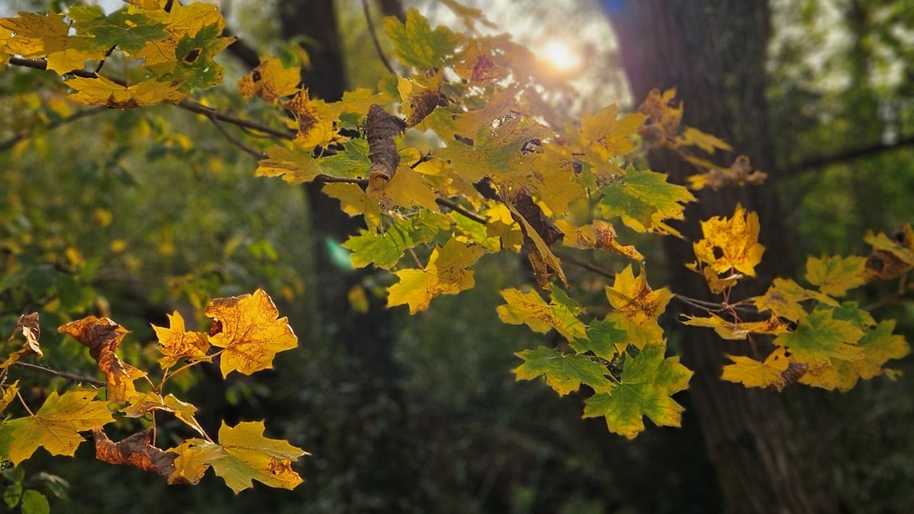 Herbst_am_Kanal.jpg