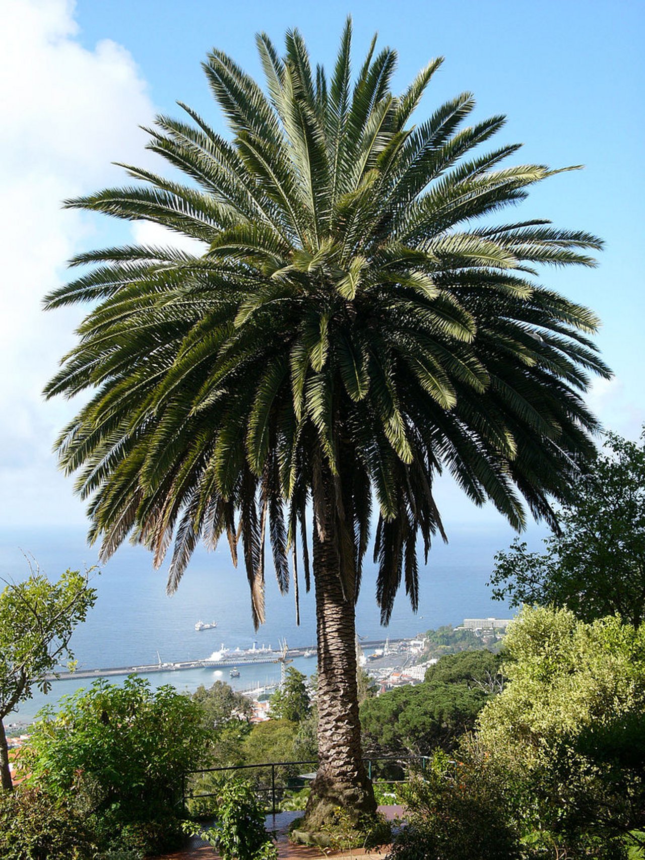 Phoenix_canariensis_Amanda_GrobeCC-BY-SA-2.5.jpg