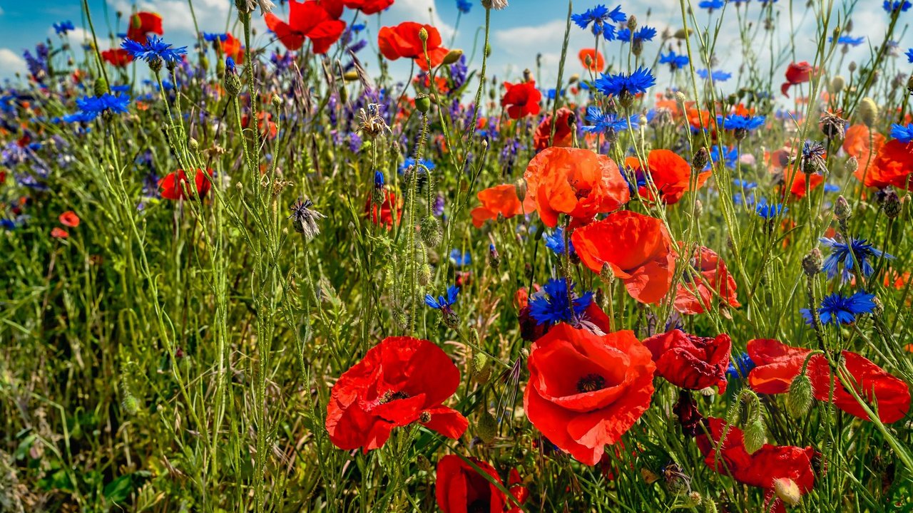 Sommerwiese_Mohn_pixabay.jpg